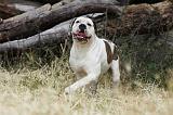 BOULEDOGUE AMERICAIN 078